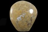 Free-Standing Polished Fossil Coral (Actinocyathus) Display #69357-1